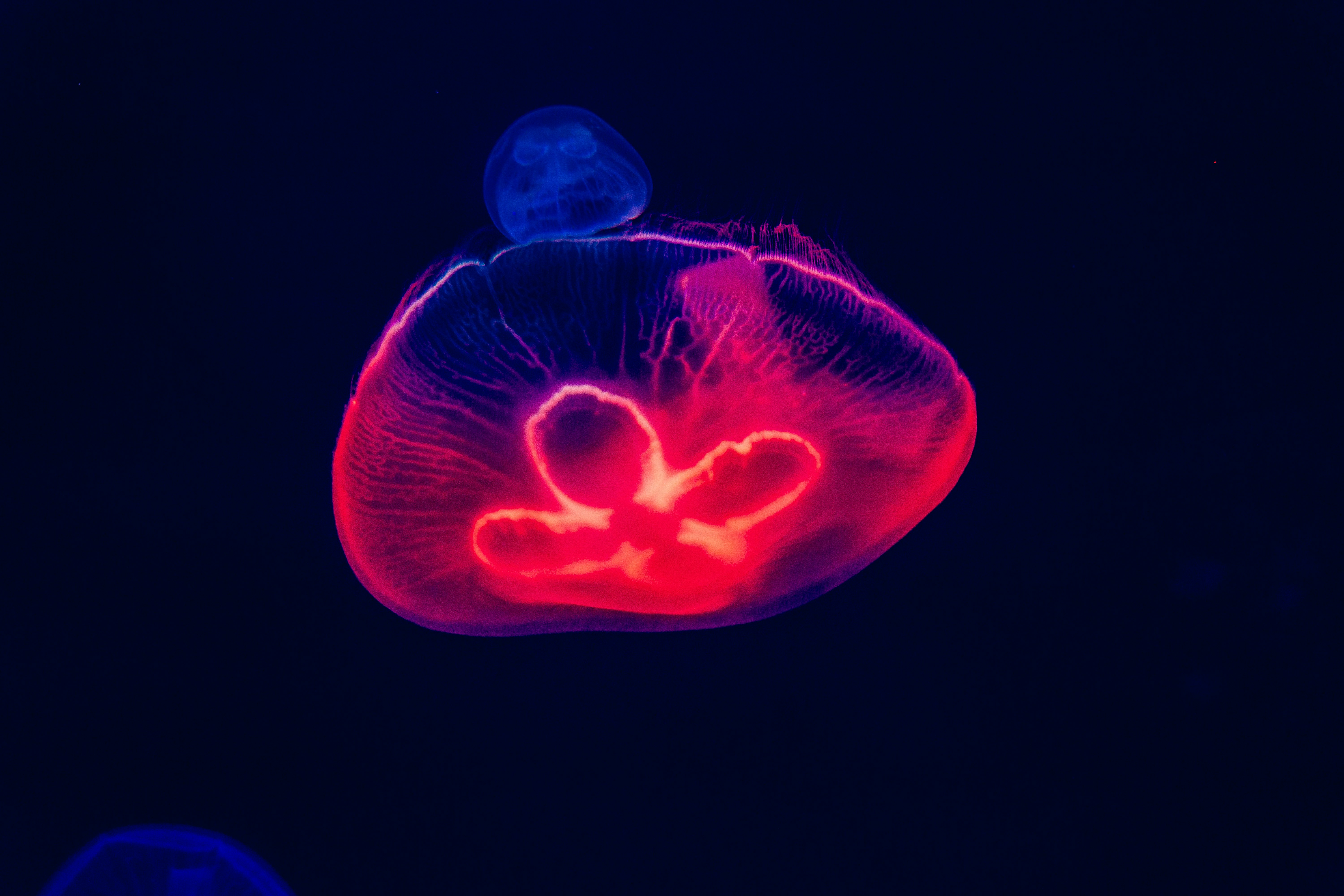 red and blue jellyfish
